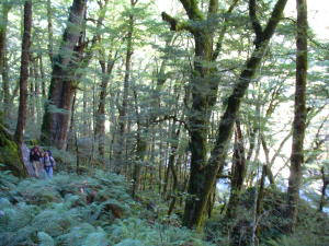 ＮＺトレッキング・ルートバーントラック－その１